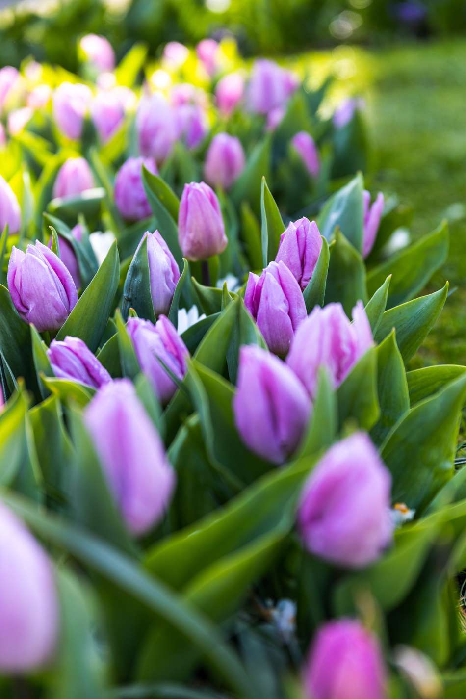 Tulpan 'Candy Prince'